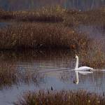 (Photo by David Welton)
A lone male trumpeter swan has been hanging out at the Cultus Bay wetland on South Whidbey.