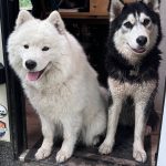 (Photo provided)
Kiya and Kyra have been missing since Nov. 22.