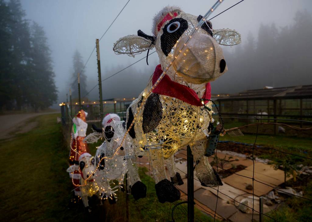 (Photo by David Welton)
Flying cows, illuminated by Christmas lights, hang along the fence.