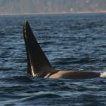 (Photo by Howard Garrett/Orca Network)
J27, who donned a salmon hat in October, is seen swimming near Admiralty Inlet in 2010.