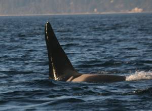 Photo by Howard Garrett/Orca Network