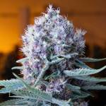 Falcannas deep sea is an indica-dominant strain. (Photo provided)