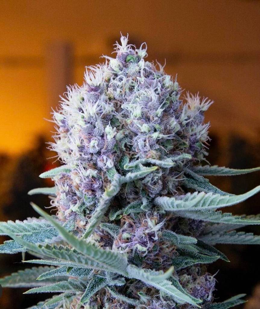 Falcannas deep sea is an indica-dominant strain. (Photo provided)