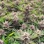 Falcanna grows cannabis indoors. (Photo provided)