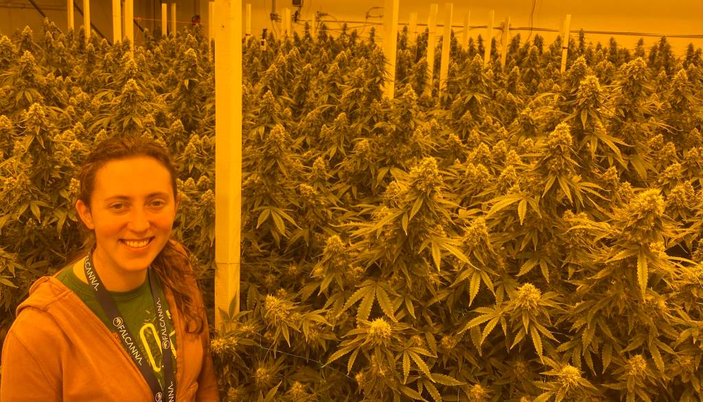 Bethany Rondeaux, co-owner of Falcanna, stands in her indoor field of cannabis. (Photo provided)
