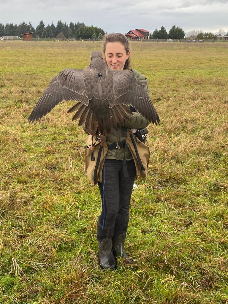 Bethany Rondeaux trains her falcon. (Photo provided)
