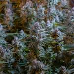 Falcanna grows cannabis indoors. (Photo provided)