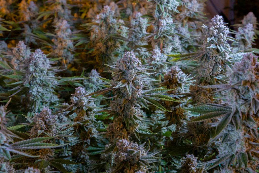 Falcanna grows cannabis indoors. (Photo provided)