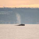 Photo by Serena Tierra
Little Patch, a North Puget Sound gray whale, arrived earlier than the rest.