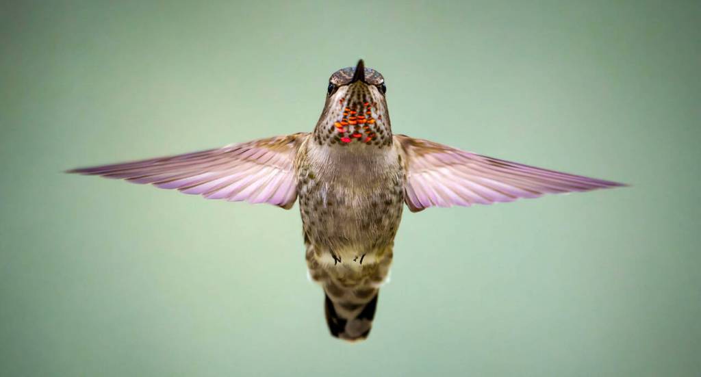(Photo by David Welton)
Clinton resident David Welton captured this image of a female Annas hummingbird near his backyard feeder in April.