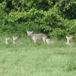 Photo by Steve Hilborn
A family of coyotes hangs out on Whidbey Island.