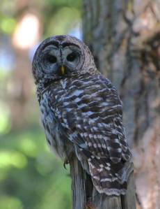 A barred owl dwells in central Whidbey. (Photo by Martha Ellis)
