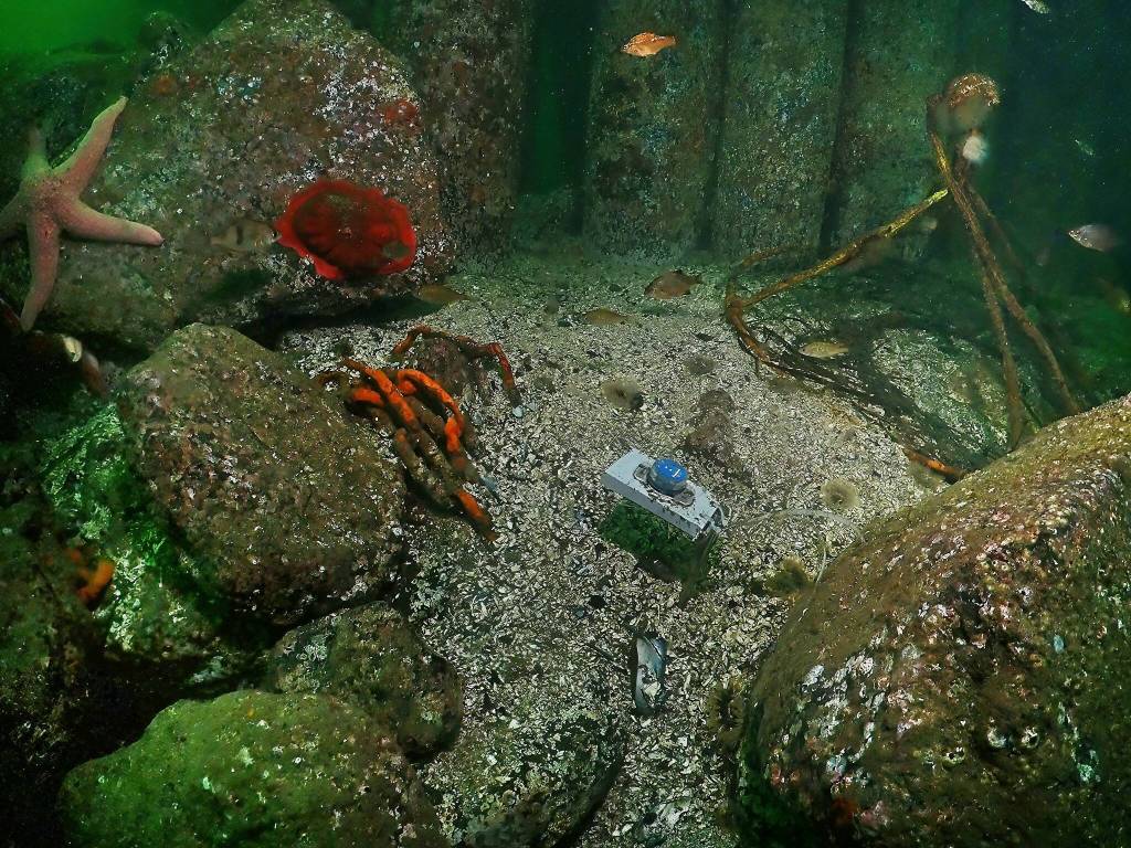 (Photo provided)
The Island County Marine Resource Committees sensor records temperature at depth.