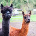 (Photo by Luisa Loi)
At right, JR and Spirit are buddies who rarely leave each others side.