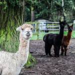 (Photo by Luisa Loi)
Baloo smiles for the camera as JR and Spirit observe from a distance.