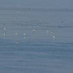 Hundreds of loons gather near Deception Pass each year for the smelt. (Photo by Martha Ellis)