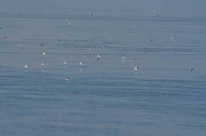 Hundreds of loons gather near Deception Pass each year for the smelt. (Photo by Martha Ellis)