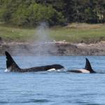 Photo by Cindy Hansen 
Transient killer whales T63 and T65 come up for some air.