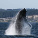 Photo by Jill Hein 
A humpback whale breaches the surface.