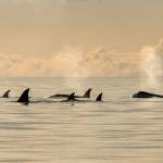 A pod of Biggs orcas passes by Whidbey. (Photo by Cindy Hansen)
