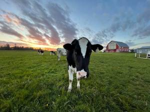Photos provided
The 1902 Ranch in Coupeville was started by the Crowder family in 2020.
