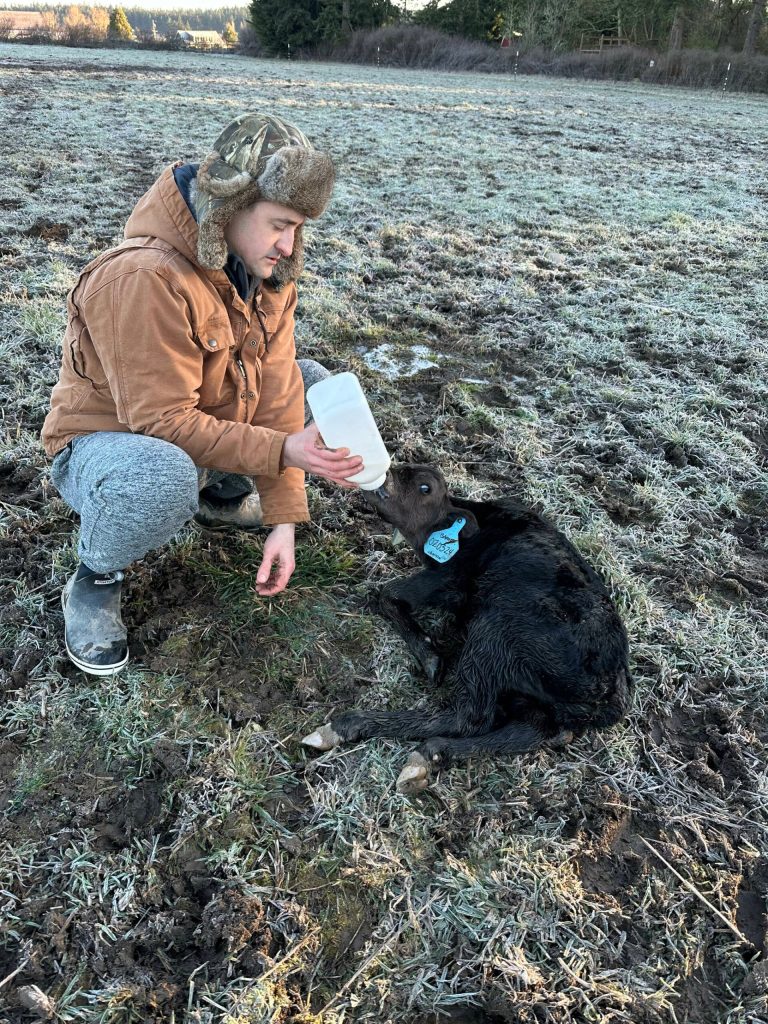 Bart Crowder, president of the Farm Bureau, feeds a calf on the 1902 Ranch in Coupeville. (Photo provided)