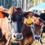(Photo by Luisa Loi)
Diana Miller makes cheese from the milk of Jersey cows.