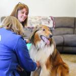 (Photo by Luisa Loi)
Rufus, a 2-year-old English shepherd and collie mix, lets Dr. Jayne McKelvy listen to his heart beat with a stethoscope.