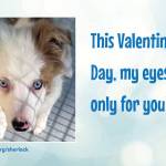 (Photo by WAIF)
Sherlock, an Australian shepherd puppy, is looking for a Valentine that will take him home.