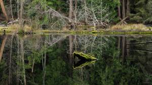 Photo by Linda LaMar
A lake on private property of forested wetlands in Freeland.