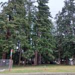 (Photo by Kira Erickson/South Whidbey Record)
Towering trees on the site where Whidbey Island Living Legacy hopes to build permanently affordable tiny homes might prove to be a challenge.