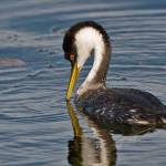Photo of a western grebe by Doug Parrott.
