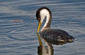 Western Grebe by Doug Parrott