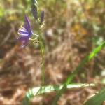 Great camas, Camassia leichtlinii