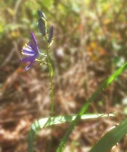 Great Camas, Camassia leichtlinii