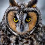 Izzy Edwards took this photo of a great horned owl.