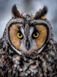 Izzy Edwards took this photo of a great horned owl.