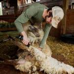 (Photo by David Welton)
Kevin Dunham shears a young ewe at his farm in 2022.