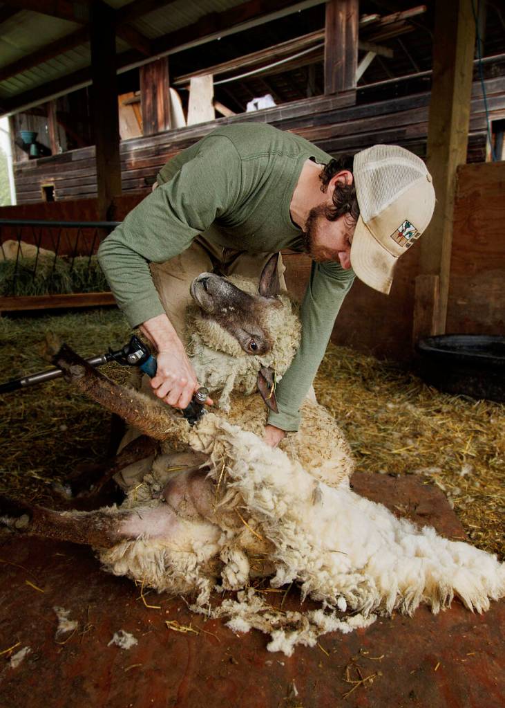 (Photo by David Welton)
Kevin Dunham shears a young ewe at his farm in 2022.