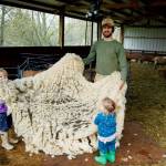 (Photo by David Welton)
Kevin Dunham collects the wool with daughters Saoirse, left, and Fiona in 2022.