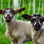 (Photo by David Welton)
A pair of curious, woolly lambs are among Kevin Dunhams flock of sheep.