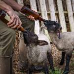 (Photo by David Welton)
Kevin Dunham feeds two lambs by bottle this week.