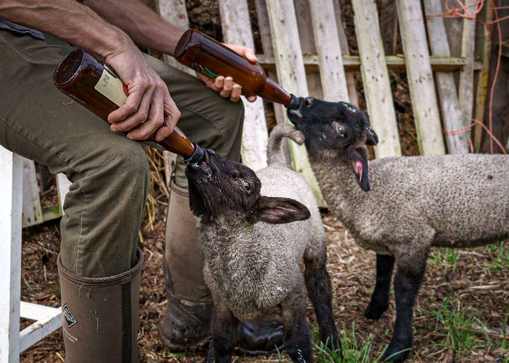 (Photo by David Welton)
Kevin Dunham feeds two lambs by bottle this week.