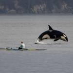 (Photo by Cindi Rausch)
T46B4 Quiver breaches near Sam George by Keystone Ferry Landing on March 21.
