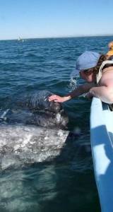 Susan Berta shares this photo of her touching a baby whale in Baja.