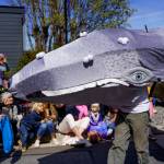 (Photo by K. Markowski)
Patch the Gray Whale Puppet charms onlookers at a previous Welcome the Whales Parade in Langley.