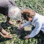 (Photo by Luisa Loi)
Bloom and Sakaguchi found a lot of empty shells, but managed to dig out a dozen live clams. The couple is also involved with the Washington Department of Fish and Wildlifes mussel monitoring program, or Mussel Watch, which deploys cages of Penn Cove Shellfish mussels in various locations around Whidbey. Mussels are filter feeding organisms that retain contaminants, like clams, and can help scientists understand what contaminants are in the environment.