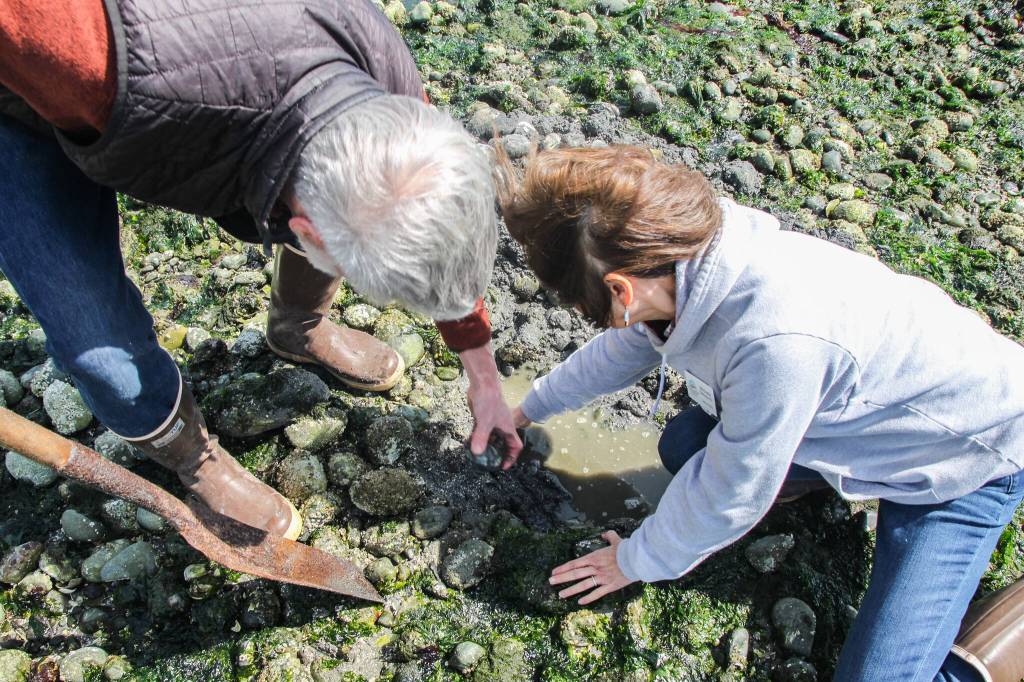 (Photo by Luisa Loi)
Bloom and Sakaguchi found a lot of empty shells, but managed to dig out a dozen live clams. The couple is also involved with the Washington Department of Fish and Wildlifes mussel monitoring program, or Mussel Watch, which deploys cages of Penn Cove Shellfish mussels in various locations around Whidbey. Mussels are filter feeding organisms that retain contaminants, like clams, and can help scientists understand what contaminants are in the environment.