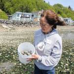 (Photo by Luisa Loi)
Michele Sakaguchi, a science and math teacher who graduated from Sound Water Stewards in 2022, holds a bucket of butter clams. Sakaguchi and her husband held the Digging 4 Dinner program for years until it was shut down due to shellfish bed closures.
