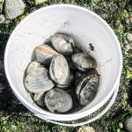 (Photo by Luisa Loi)
Bloom and Sakaguchi collected 12 clams Monday, which they later sent to the Washington State Department of Healths lab. While paralytic shellfish poison is produced by a type of phytoplankton, Marine Biotoxin Specialist Tracie Barry said most of these microscopic organisms are good and produce a large percentage of the oxygen in the planet.